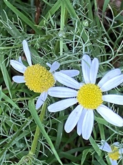 Tripleurospermum inodorum