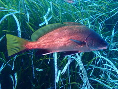 Sciaena umbra
