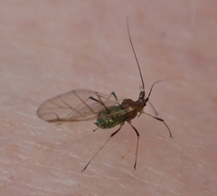 Macrosiphini