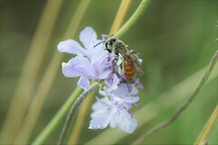 Andrena marginata