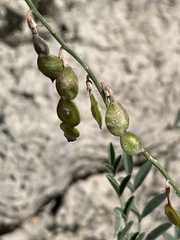 Hedysarum boreale boreale