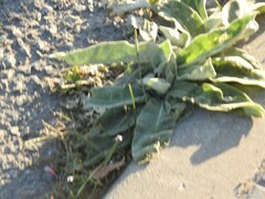 Verbascum pulverulentum