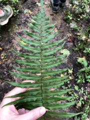 Homalosorus pycnocarpos