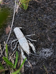 Procambarus clarkii