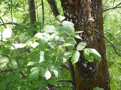 Fraxinus latifolia