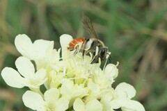 Andrena marginata