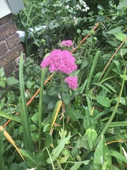 Hylotelephium telephium