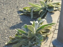 Verbascum pulverulentum