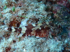 Scorpaena maderensis