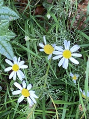 Tripleurospermum inodorum