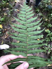 Homalosorus pycnocarpos