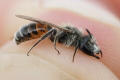 Andrena marginata