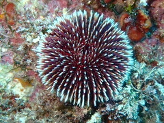 Sphaerechinus granularis