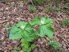 Trillium albidum