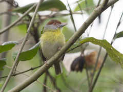 Cyclarhis gujanensis