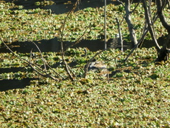 Spatula versicolor