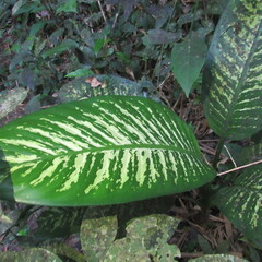 Dieffenbachia