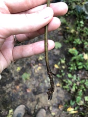 Homalosorus pycnocarpos