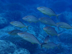 Seriola dumerili