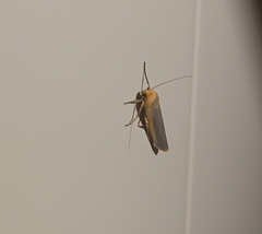 Eilema