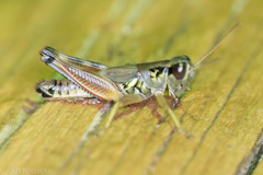 Phoetaliotes nebrascensis
