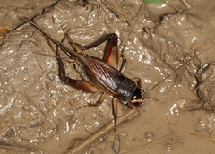 Teleogryllus emma