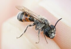 Andrena marginata