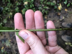 Homalosorus pycnocarpos