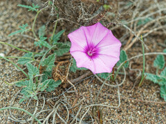 Convolvulus althaeoides