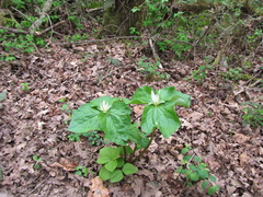 Trillium albidum