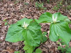 Trillium albidum