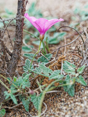 Convolvulus althaeoides