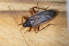 Balboa ampliata