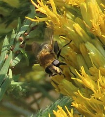 Polydontomyia curvipes