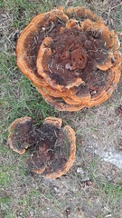 Phaeolus schweinitzii