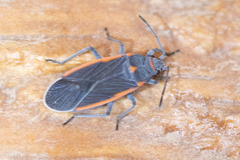 Melacoryphus lateralis