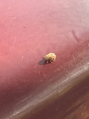 Clastoptera achatina