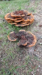 Phaeolus schweinitzii