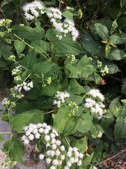 Ageratina
