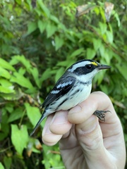 Setophaga nigrescens