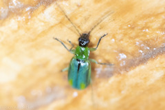 Diabrotica longicornis