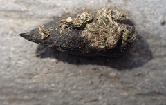 Callipepla californica