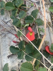 Kennedia prostrata