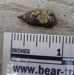 Callipepla californica