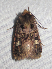 Hexorthodes catalina