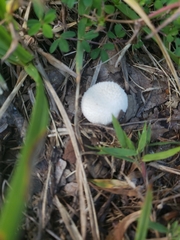 Lycoperdon marginatum
