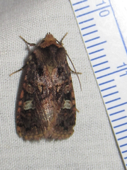 Hexorthodes catalina