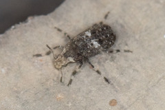 Euparius marmoreus