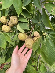 Aesculus hippocastanum