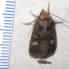 Hexorthodes catalina